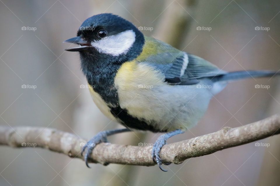 Great tit
