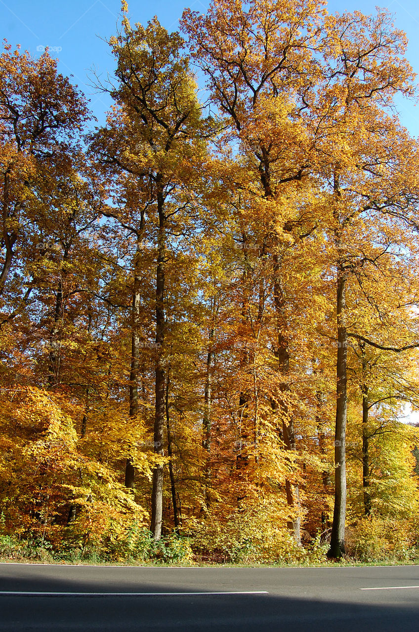 Fall foliage near the Mosel River in Germany. 