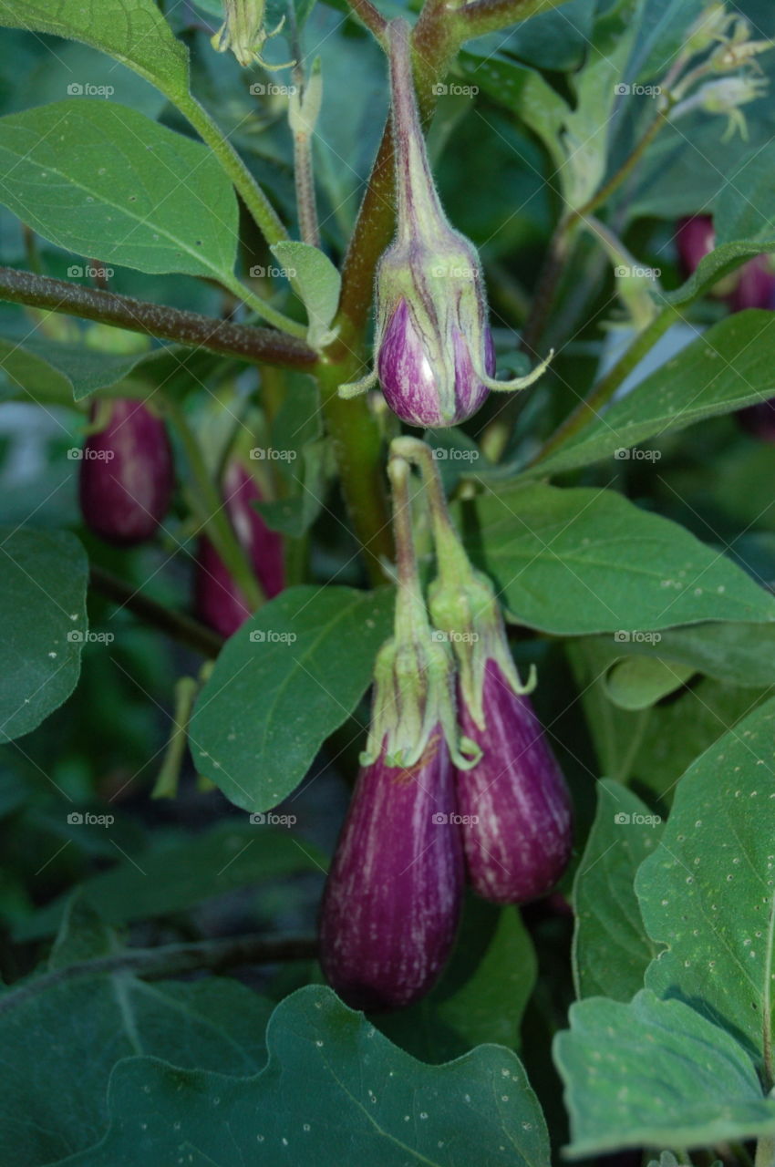 Garden Fairy Eggplant
