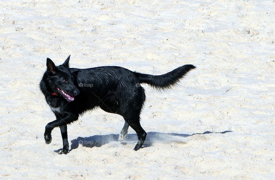 Playtime at the beach.