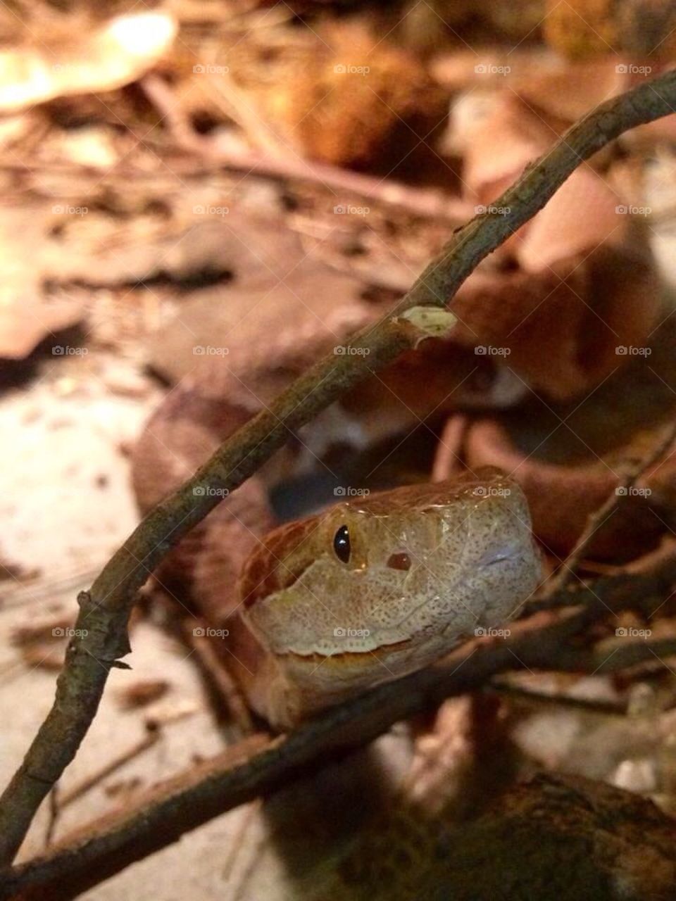 Copperhead