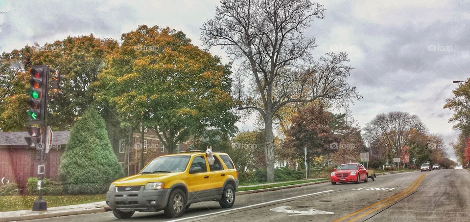 Autumn Drive. Dog Enjoying a Car Ride