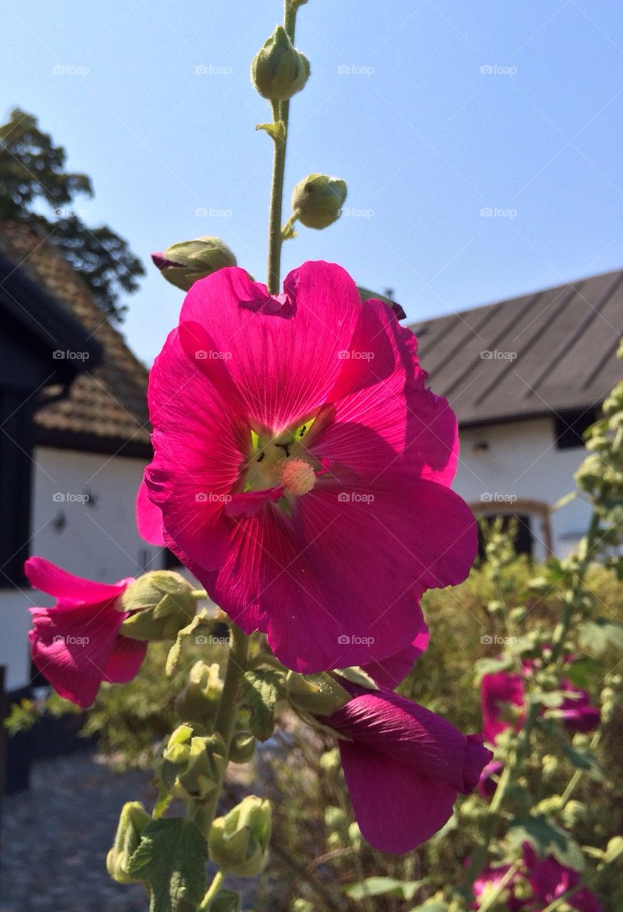 Hollyhocks