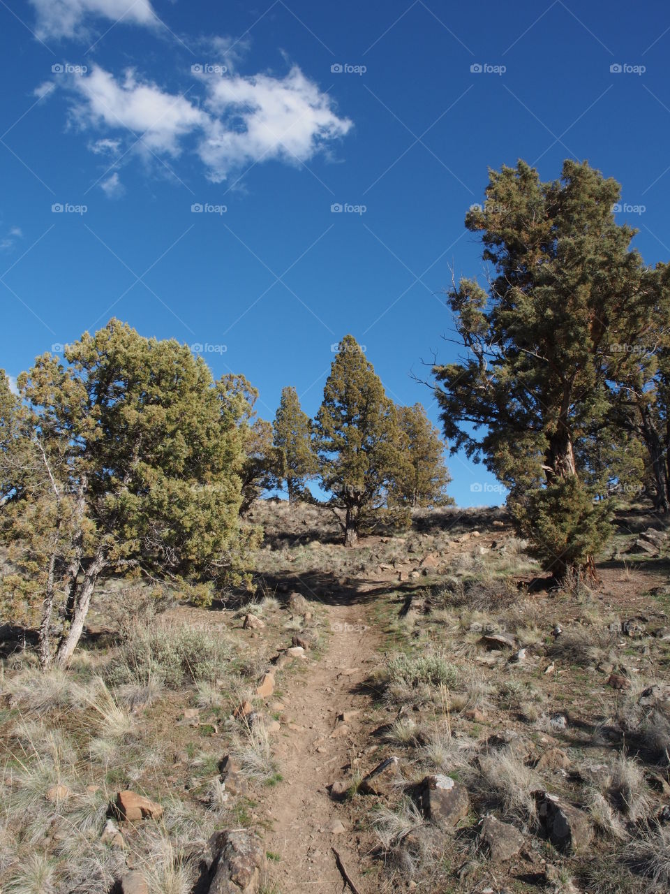 A rough and rugged hiking trail shoots uphill through brush and juniper trees on a sunny spring day in Central Oregon. 