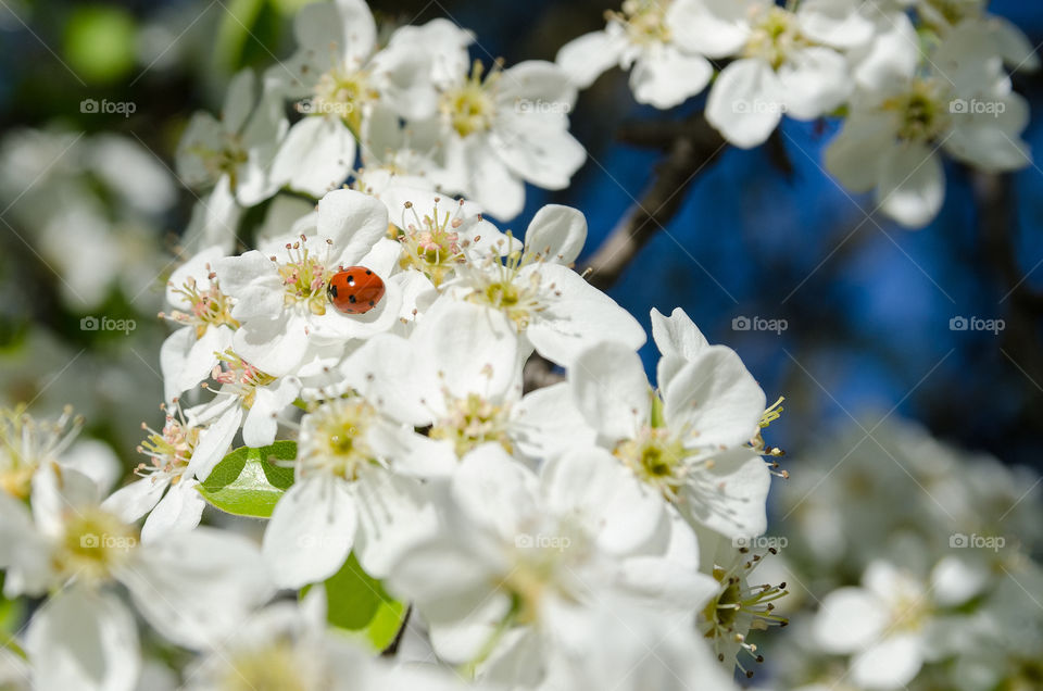 Ladybird in Springtime