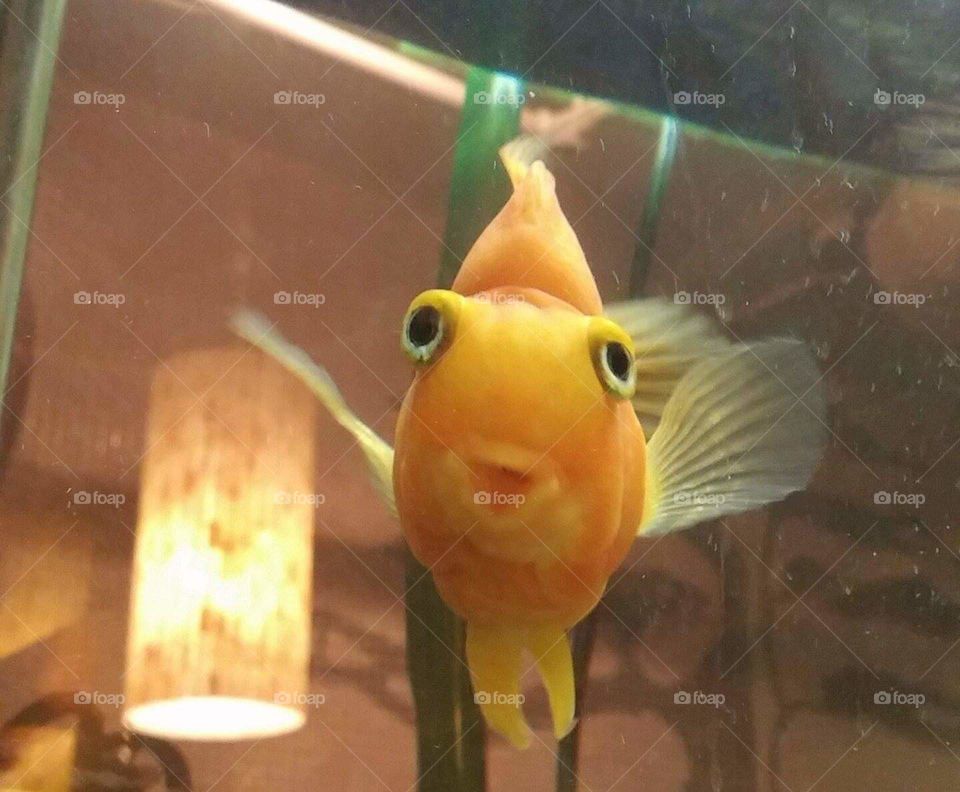 gold fish