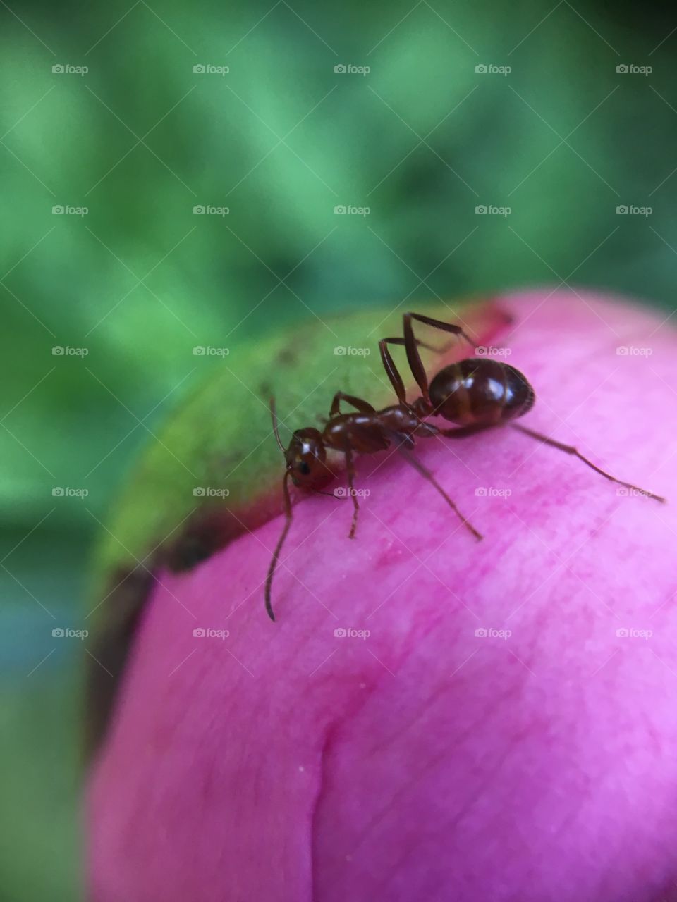 Ant on peony
