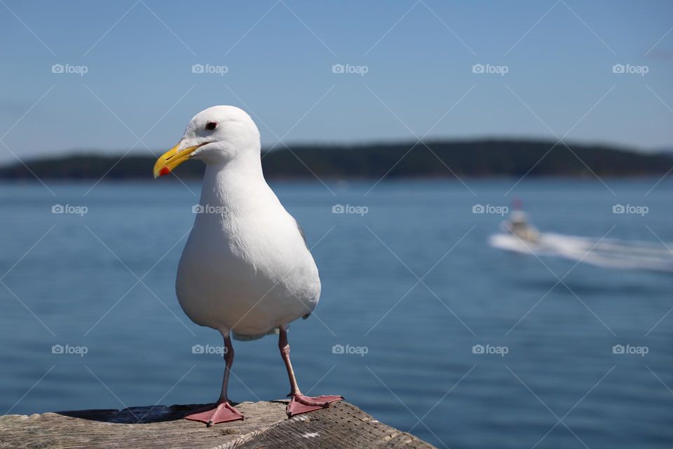 Seagull perched 