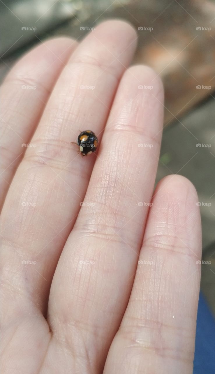 Ladybug on hand