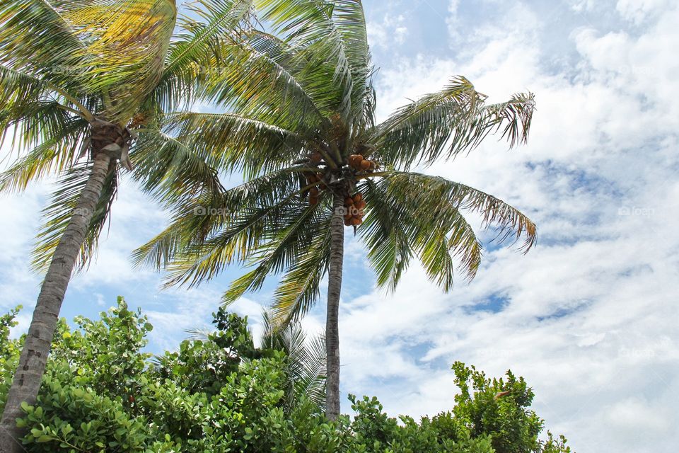 Palm trees and wind