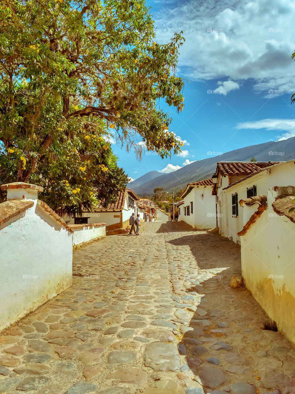 Villa de Leyva summer time with a big tree