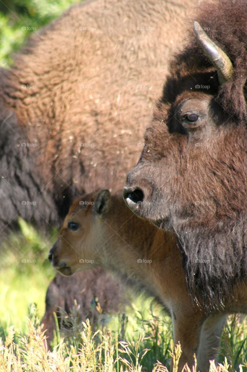 Mother and Baby