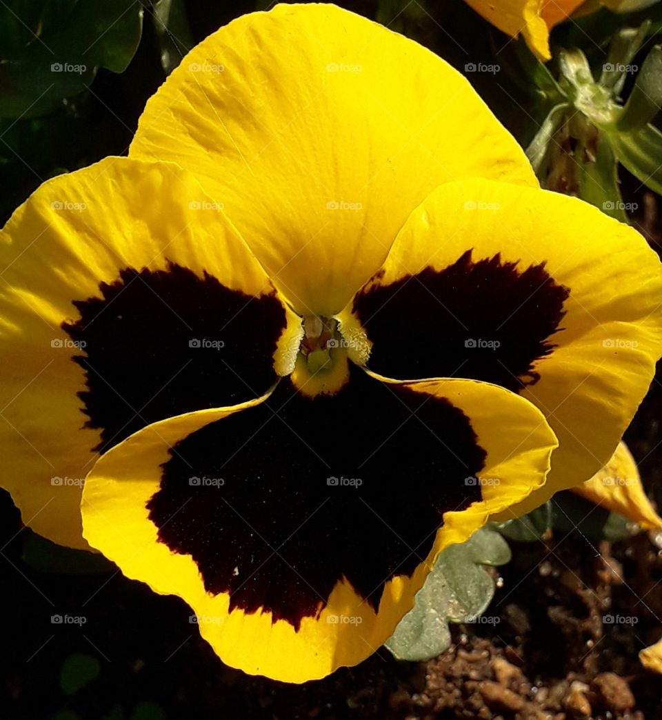 Spring flower on the ground near the office building in South Korea.