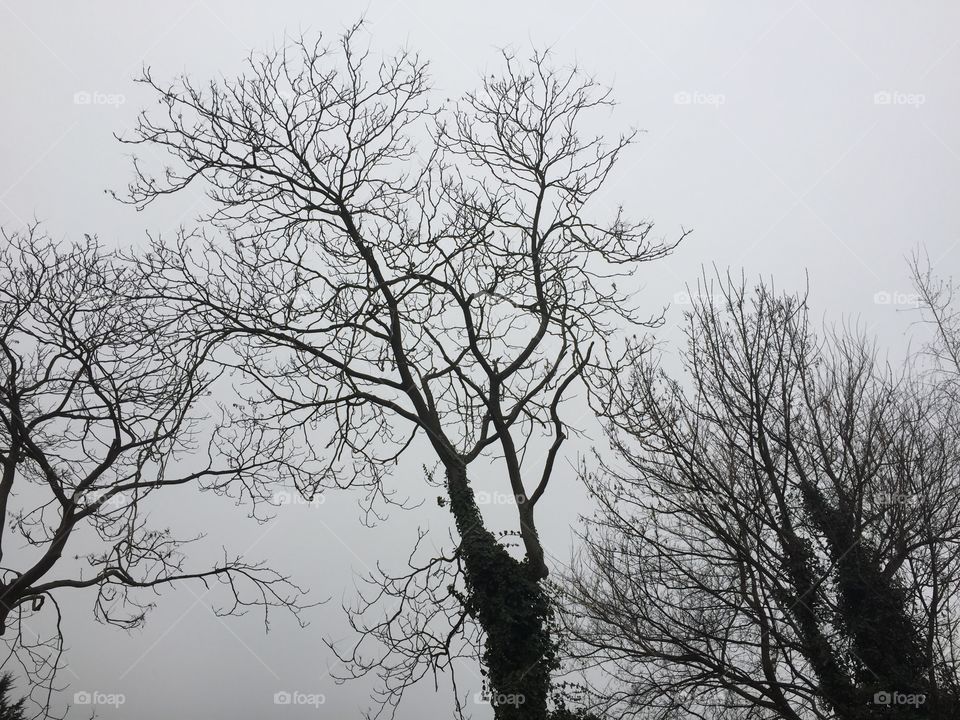 Tree in cold wether