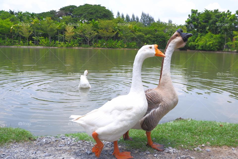lion head goose walking with friends on the lawn by the water.