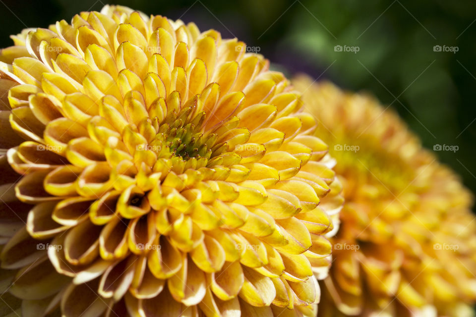 Orange aster in spring close-up