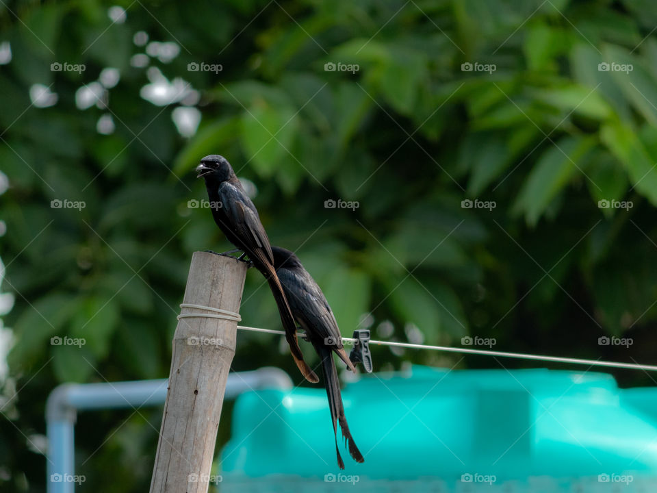 Black Drongo