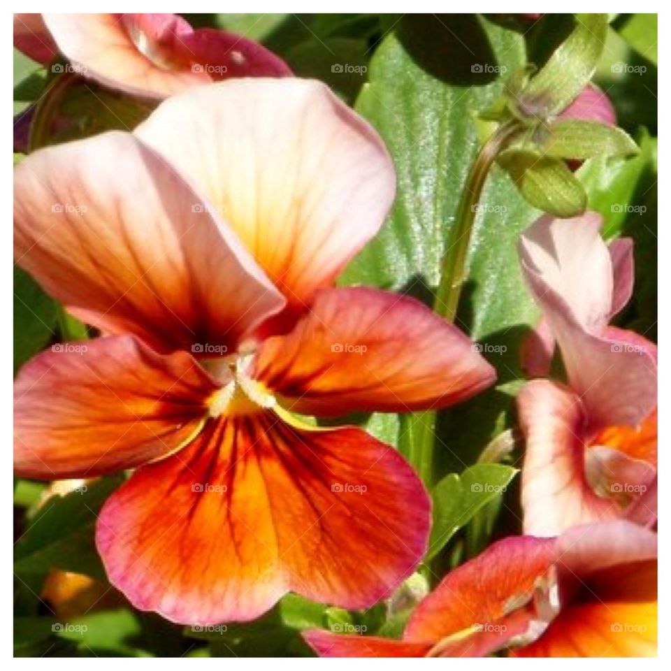 Multicolored Flower Closeup