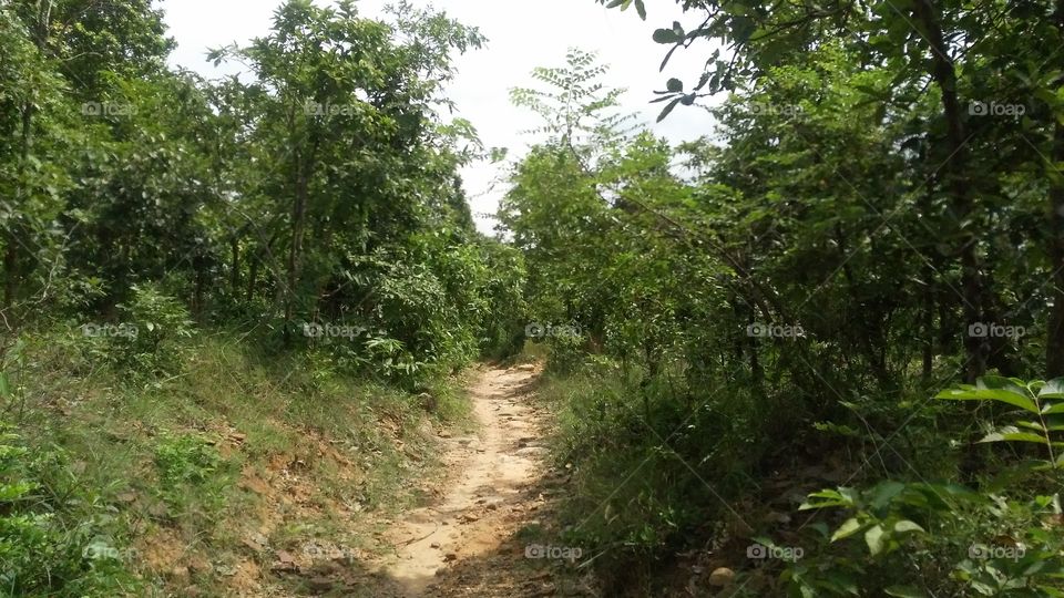 a street way in the jungle.