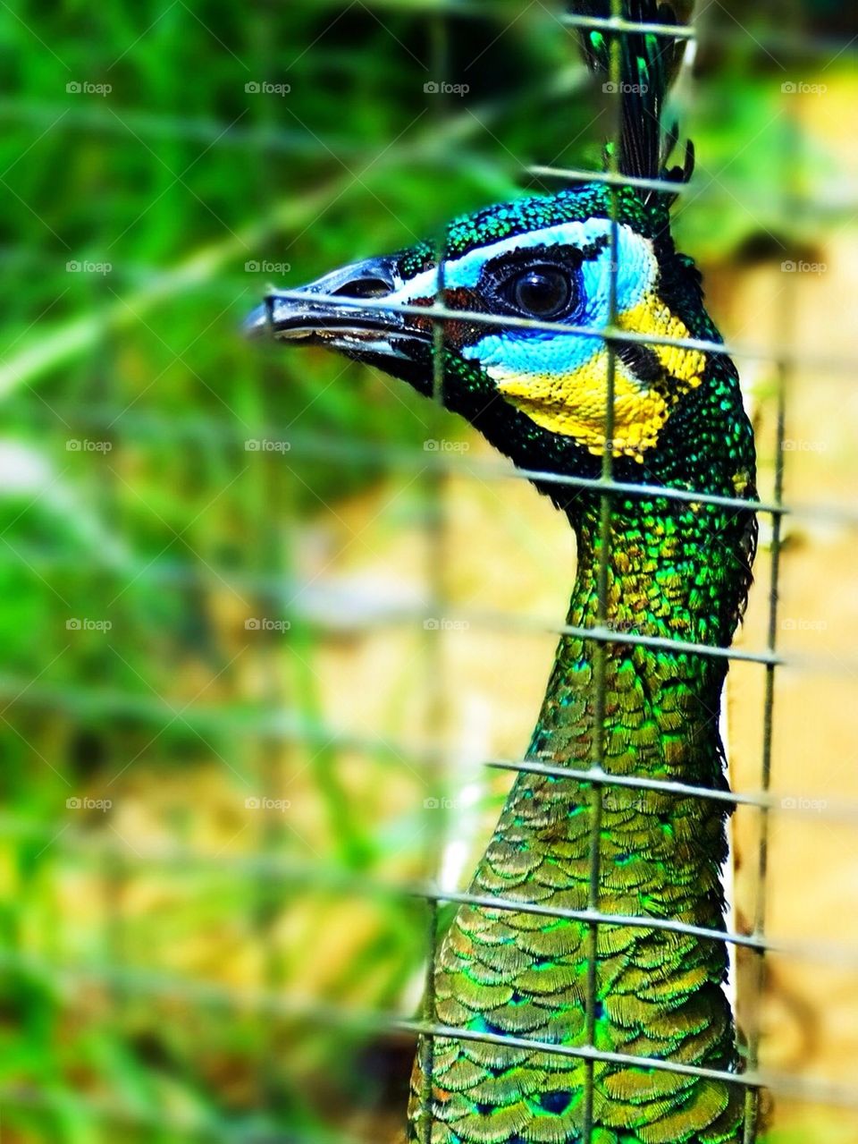 Beautiful peacock