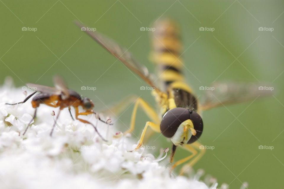 Extreme close-up of ant and wasp on flower