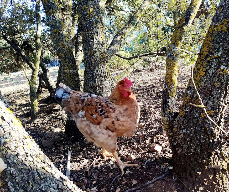 running hen