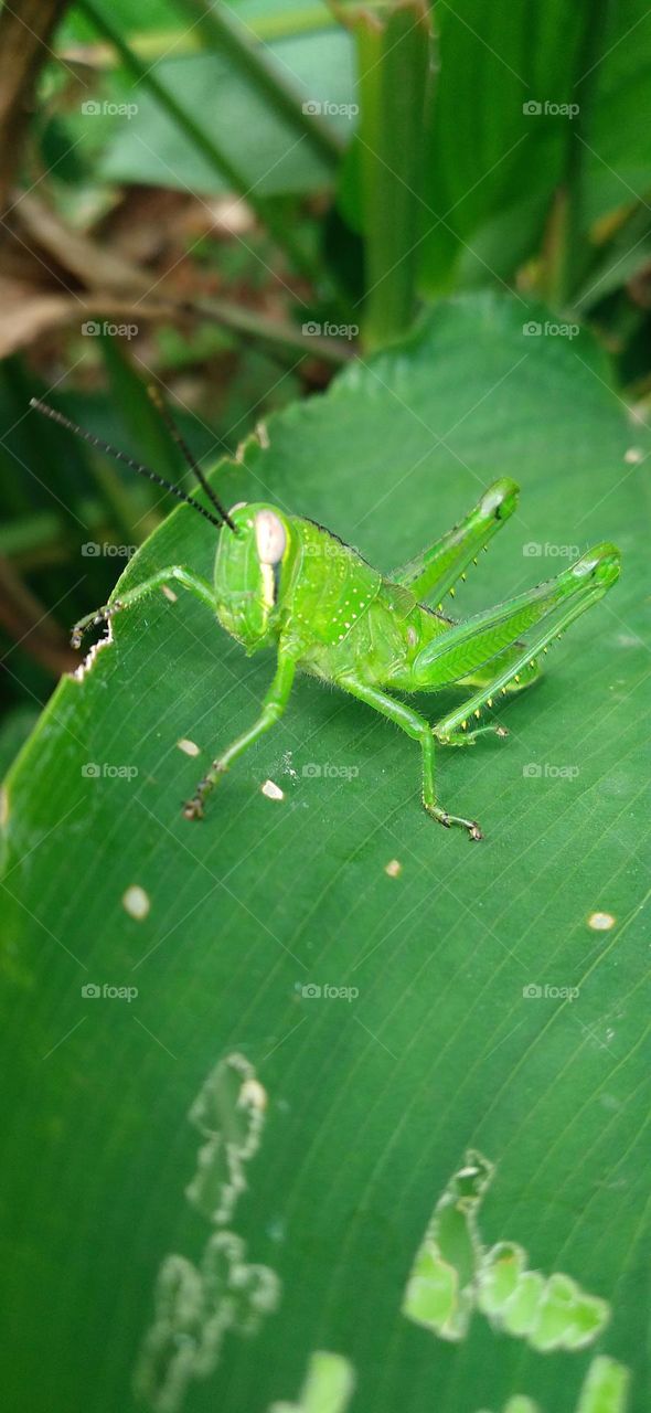 The green grasshopper perched on the leaf may be looking for food