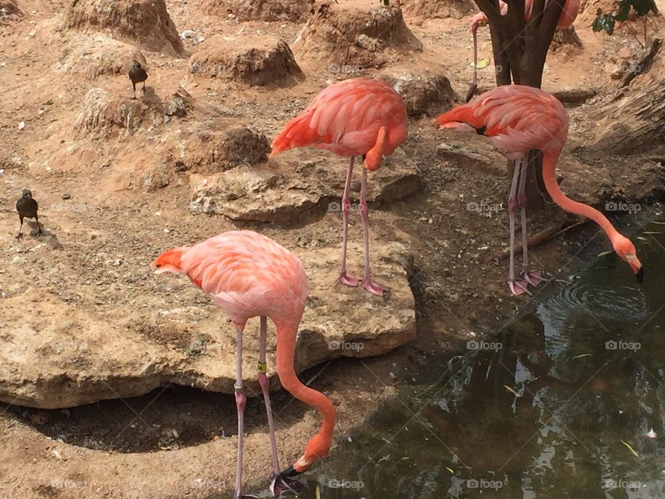 Pink Flamingos in Abilene Zoo