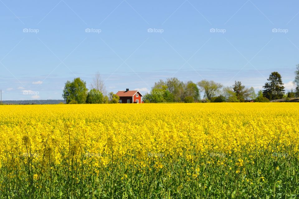 Field of oilseed rape