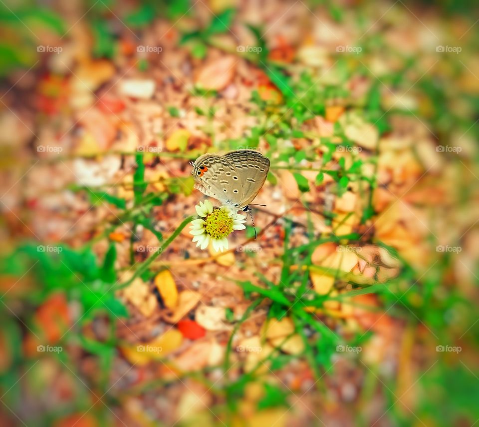 A beautiful butterfly on a flower