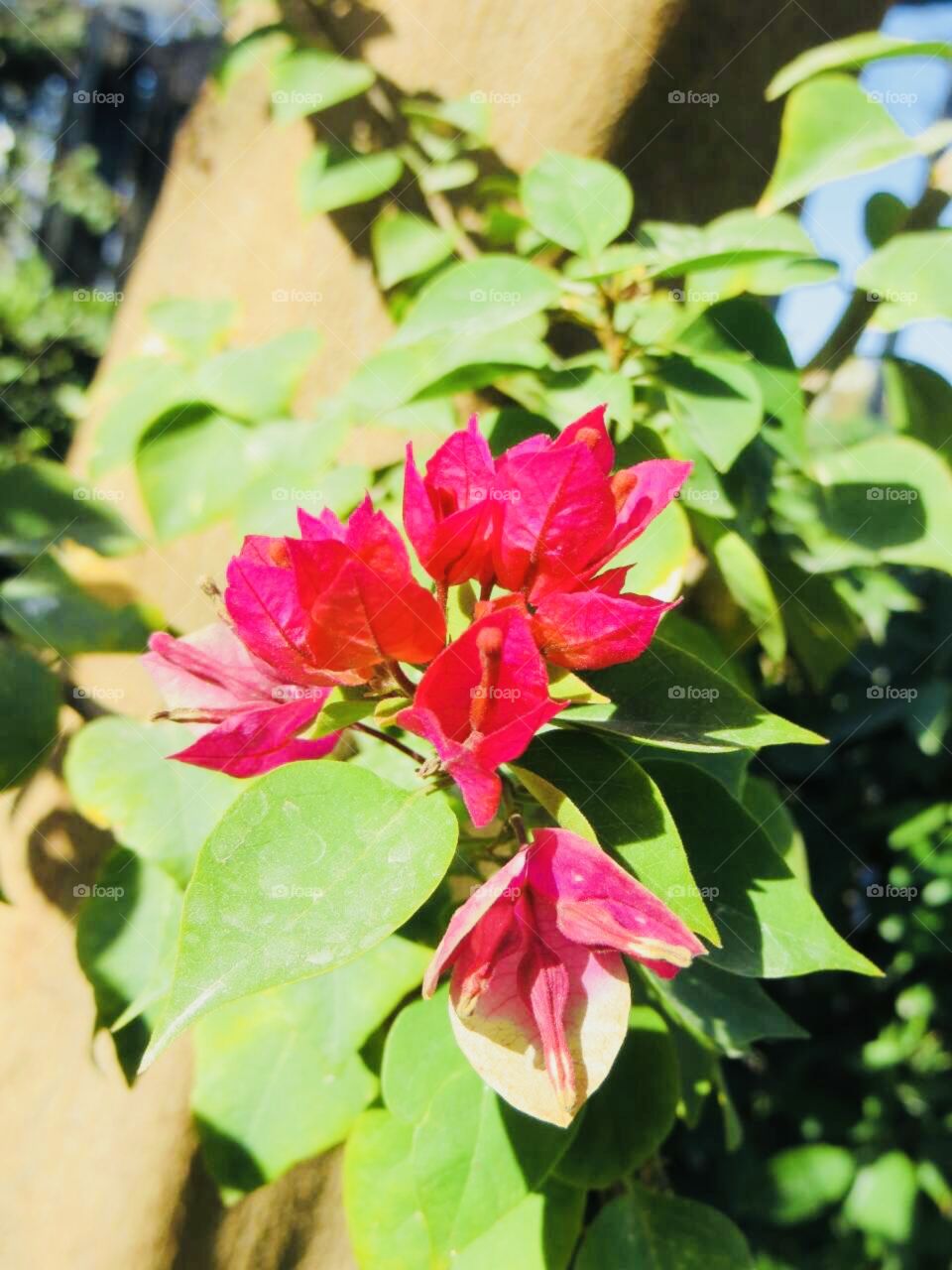 pink bougainvillea flower 