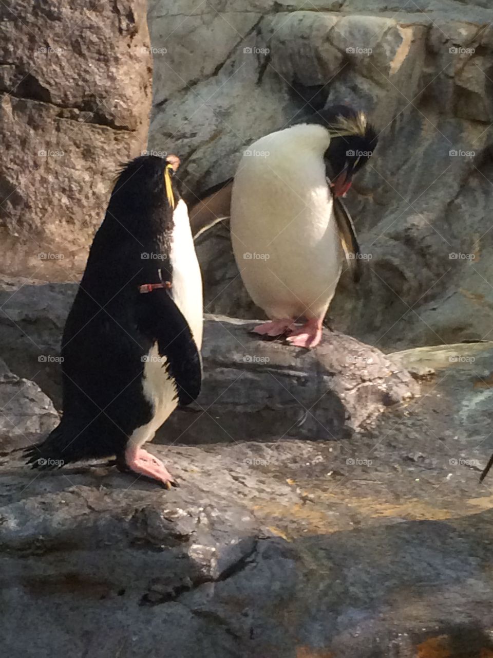 Penguins at the zoo