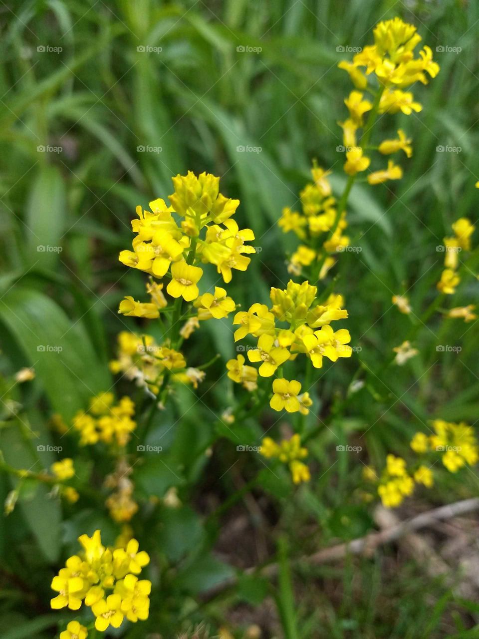 close up of Yellow flowers