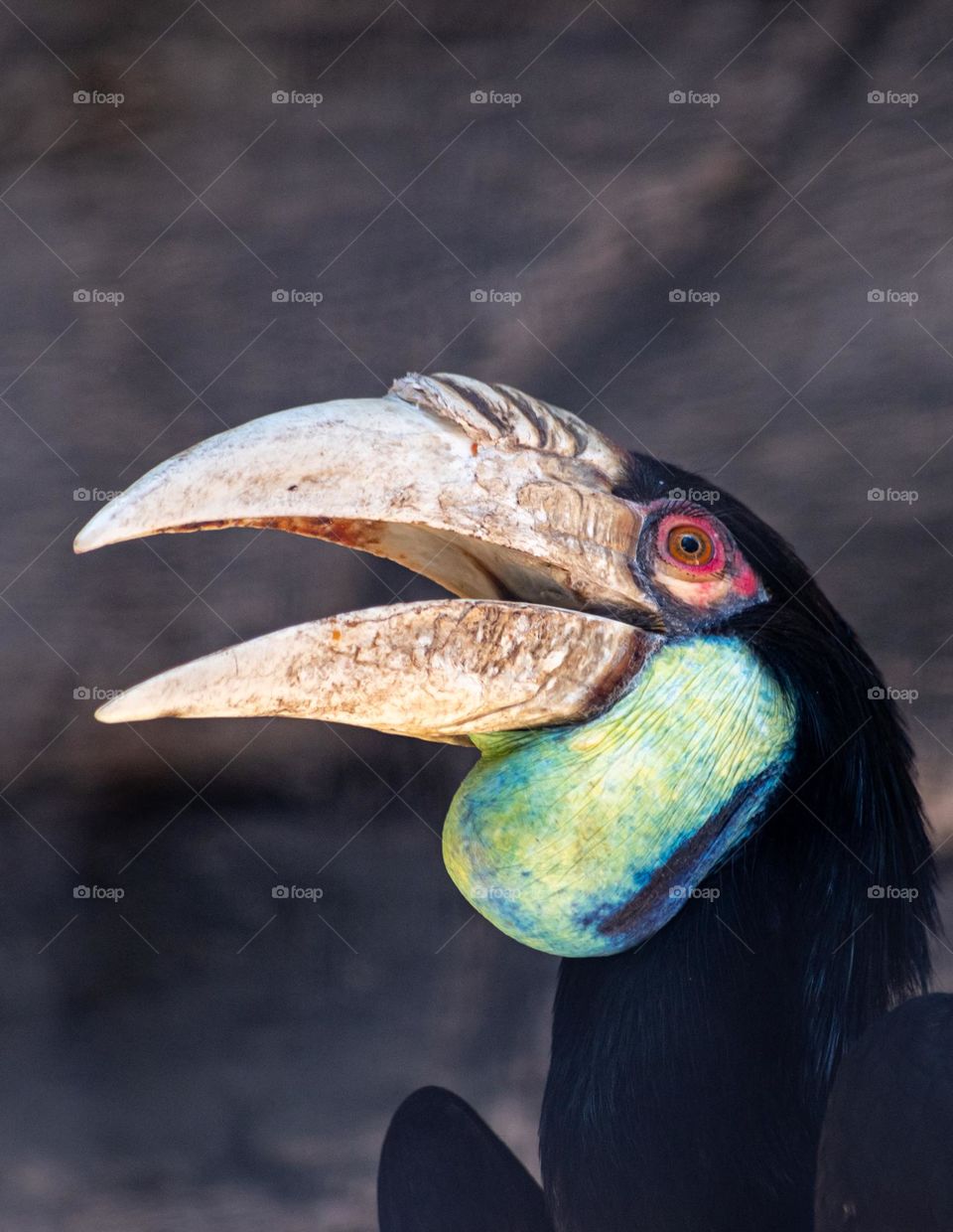 close up photo of hornbill's head