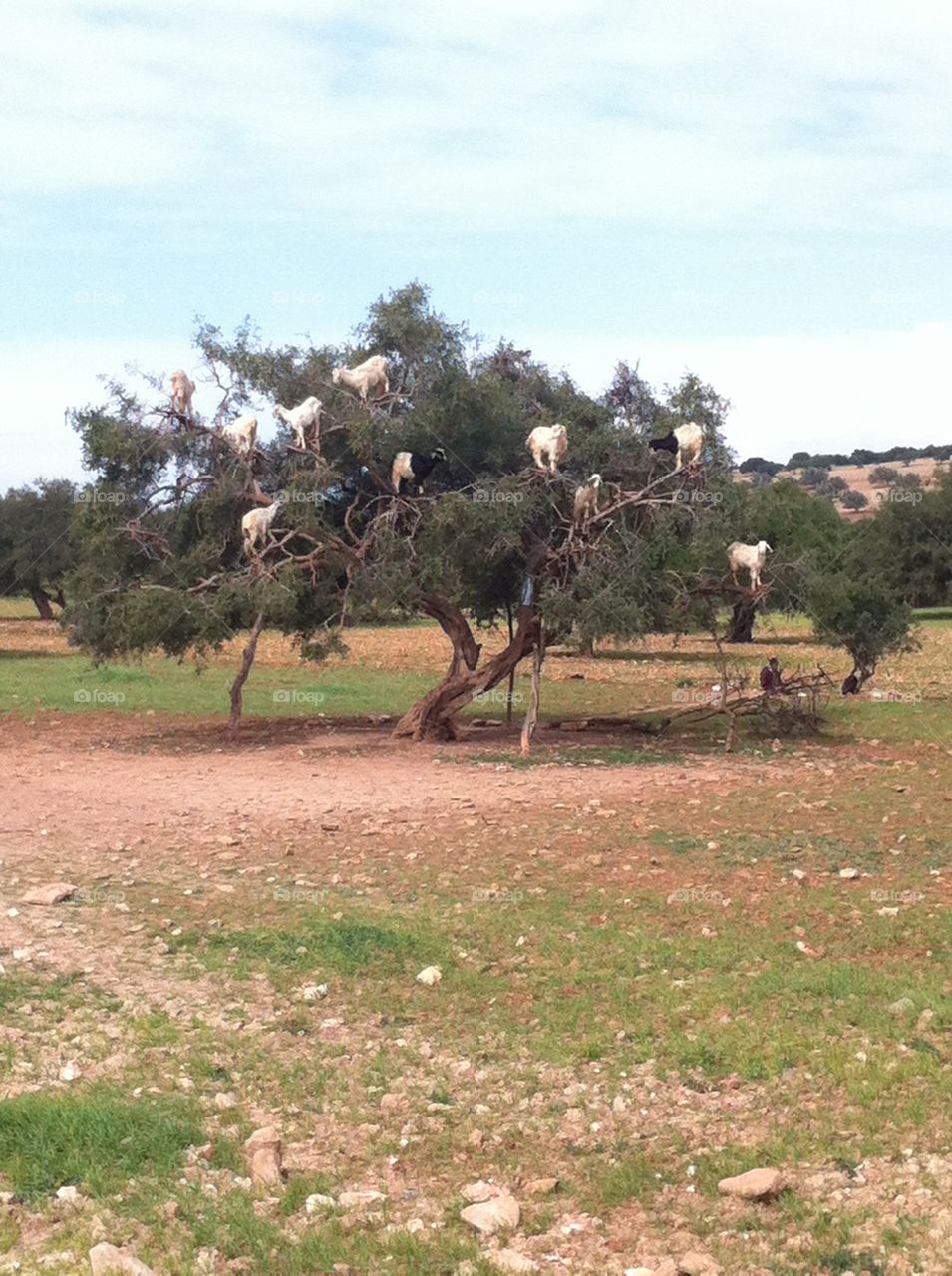 Goats in a tree in Morocco 