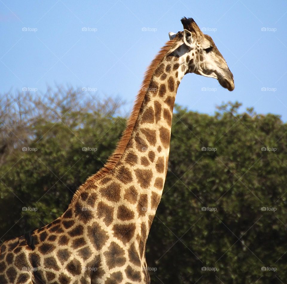 A back shot of a giraffe 