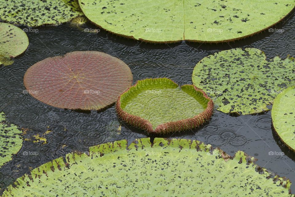 Vitoria regia in Manaus Brazil.