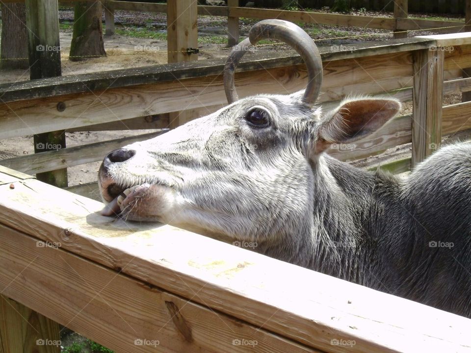 Cow with horns behind wooden fence sticking tongue out at a petting zoo 