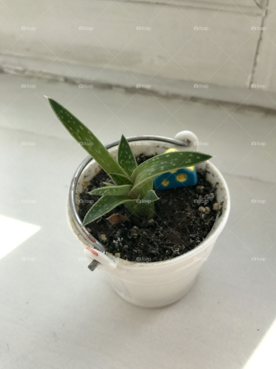 Flower in the white pot 