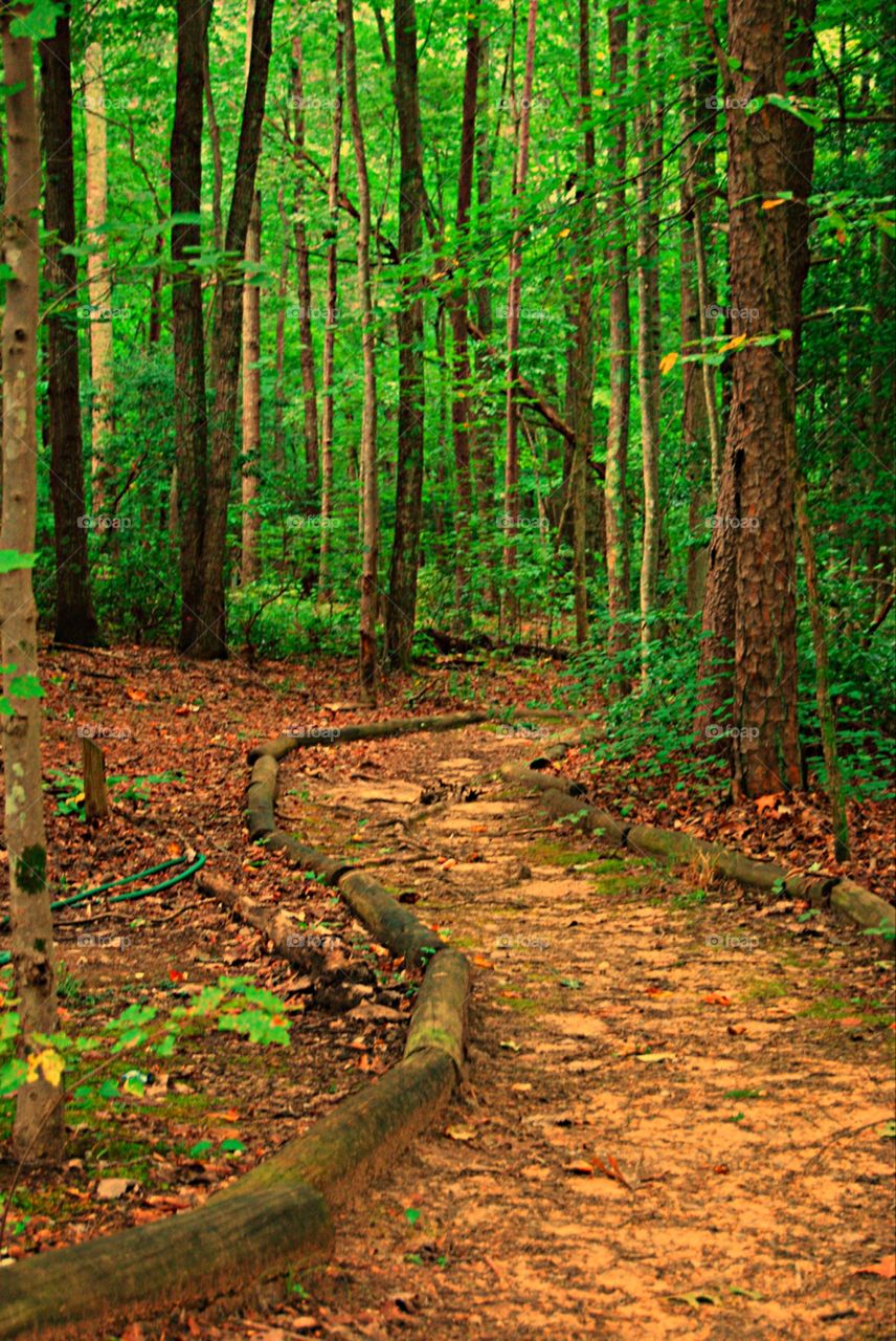 Trail in the Forest