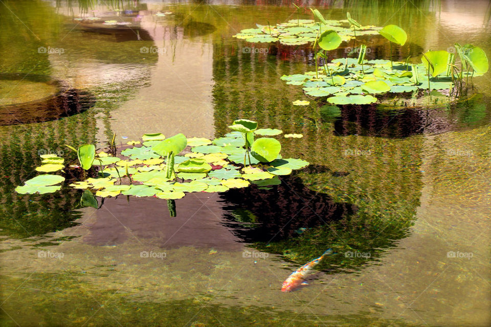 Koi in the Lily pads