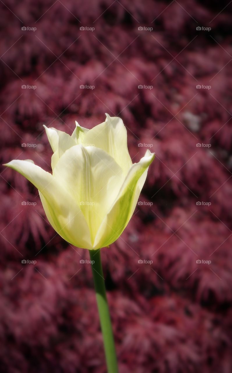 White tulip blossom