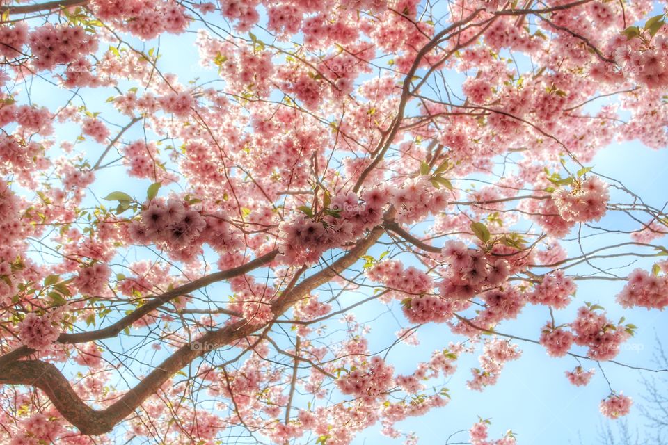 Cherry Blossoms