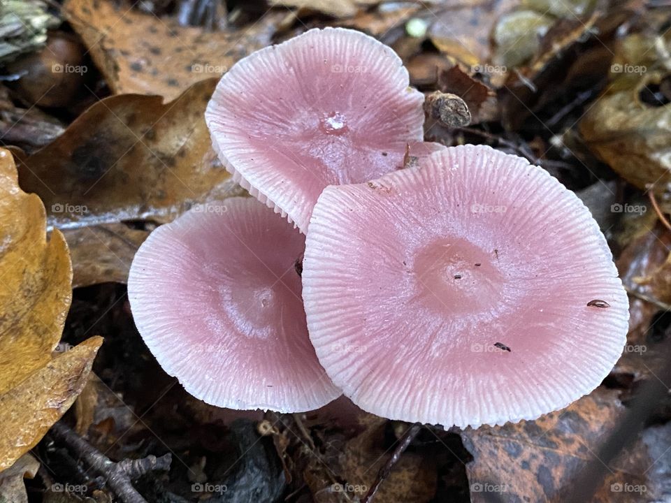 Pink toadstools in a woods 