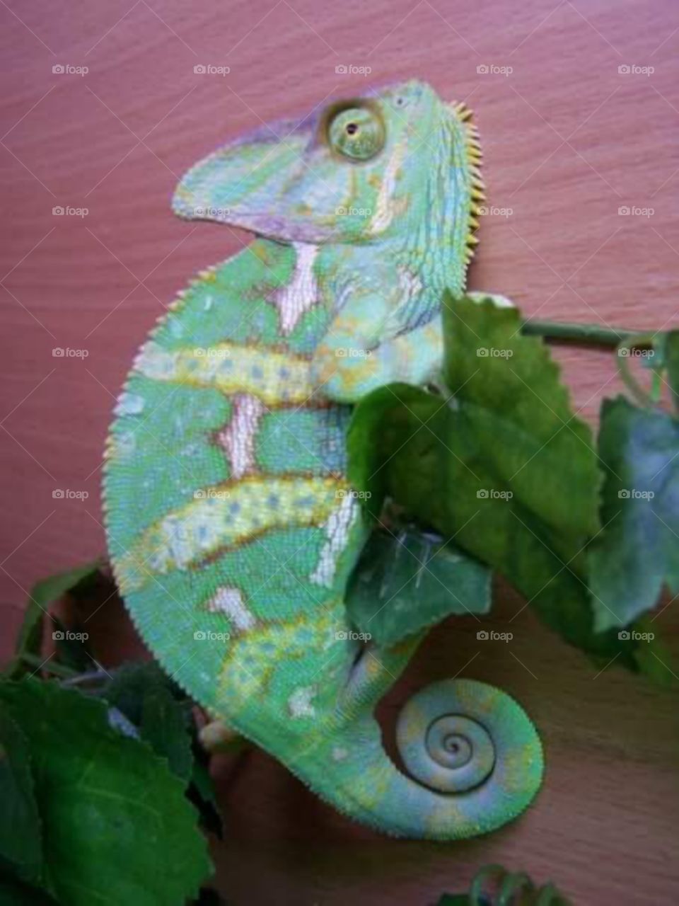 The veiled chameleon (Chamaeleo calyptratus) is a species of chameleon native to the Arabian Peninsula in Yemen and Saudi Arabia. Other common names include cone-head chameleon and Yemen chameleon.

The veiled chameleon is the logo of the SUSE Linux operating system.