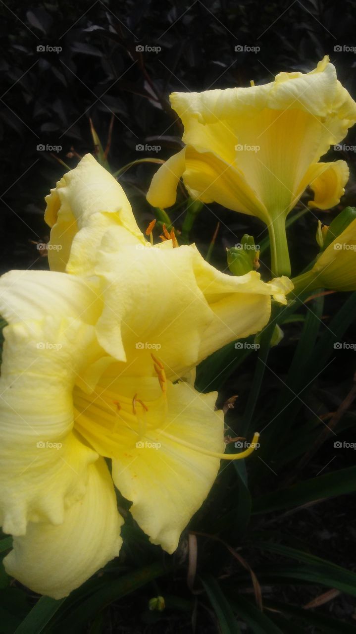 Flower, Flora, No Person, Nature, Leaf