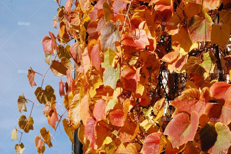 leaf autumn colours change of season by Nikita80