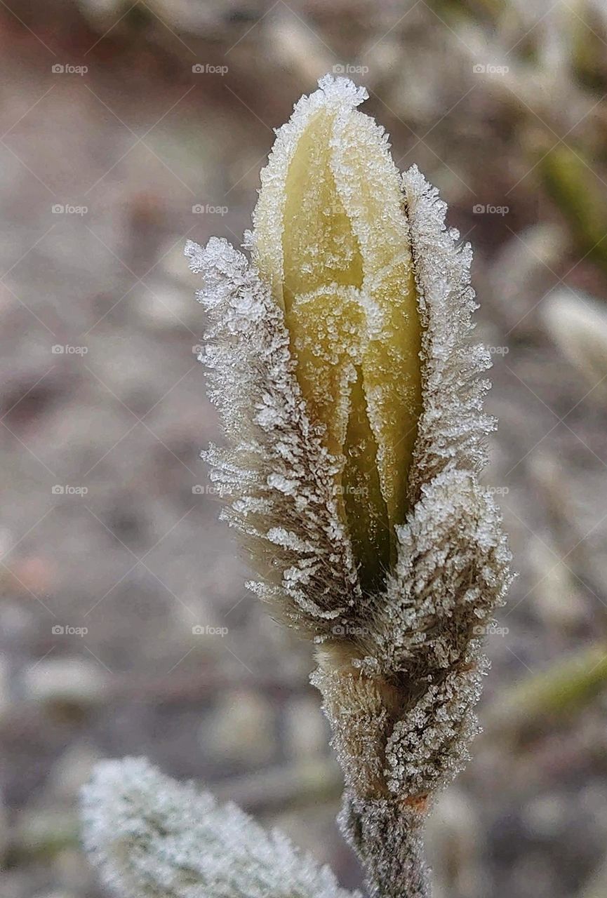 frost on the magnolia
