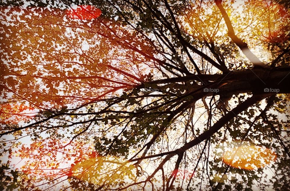 Herbst Blätter Baum