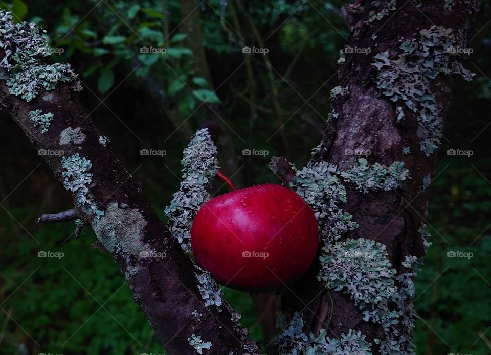 Old apple tree in the garden. The apple fell between the branches. Harvest time